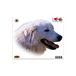 Quattroerre 8006 sticker hond Maremmano rand