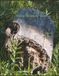 Stumps Resting in Nature: Coffee Table Book