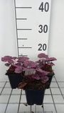 GRDplanten Groendecor Tuinarchitectuur 6x Purperklokje - Heuchera hybr. 'Wild Rose' | 9x9 cm pot