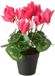 Boltze Home Kunstplant in pot roze H27cm