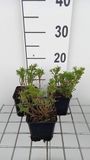GRDplanten Groendecor Tuinarchitectuur 6x Scheefkelk - Iberis semp. 'Nevina' | 9x9 cm pot