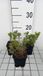 GRDplanten Groendecor Tuinarchitectuur 6x Scheefkelk - Iberis semp. 'Nevina' | 9x9 cm pot