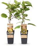 Pflanzenboutique Plantenboetiek.nl Groene & Gele Kiwi - Actinidia deliciosa Jenny & Golden Kiwi - 2 planten