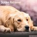 Avonside Golden Retriever Kalender 2026 Wandkalender