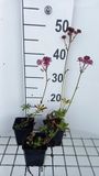 GRDplanten Groendecor Tuinarchitectuur 6x Zeeuws knoopje - Astrantia maj. 'Claret' | 9x9 cm pot