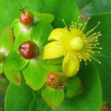 Arborix Hypericum Androsaemum - Mansbloed 30-40 cm pot