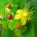 Arborix Hypericum Androsaemum - Mansbloed 30-40 cm pot