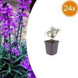Plantenboetiek.nl Tuinplantenshop.com Erysimum 'Bowles' Mauve' 24 stuks