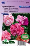 Sluis Garden Anjer Picotee Fantasy mix
