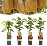 Plantenboetiek.nl Actinidia Weiki & Hayward Kiwiplant - 1 Mannelijke - 3 Vrouwelijke - Planten - Groen - Ø15cm - 40-50cm hoog - Tuinplant