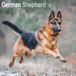 Avonside Duitse Herder Kalender 2027
