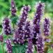 Arborix Agastache 6 x Agastache 'Black Adder' - Anijsplant pot 9x9 cm