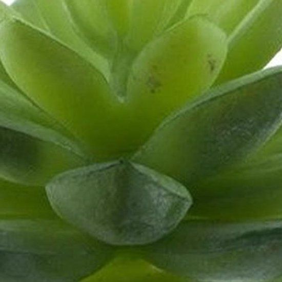 Erutan avon Echeveria pick lt green 13 cm