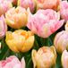 Green boutiQ - 12x Tulipa Peaches & Kisses