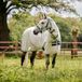 Horseware Amigo Tapis anti-insectes - Taille 80 - Lunar Rock/ Navy & Lime