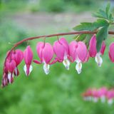 Arborix Dicentra Spectabilis 6 x Gebroken Hartje pot 9x9cm
