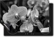 Chefcare Inductie Beschermer Geel Rode Orchidee Bloemen - Zwart Wit - 75x50 cm