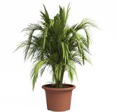 Artevasi Bloempot Venezia Cirkelvormig Terra cotta Ø 50 cm