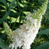 Arborix De Rijk Buddleja Davidii 'White Profusion' - Vlinderstruik 40-60 cm in pot