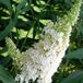 Arborix De Rijk Buddleja Davidii 'White Profusion' - Vlinderstruik 40-60 cm in pot