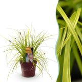 Plantenboetiek.nl Siergrassen - Carex oshimensis Everillo - Geelen - Groenblijvend - Winterhard - Ø17cm - 40-50cm hoog - Tuinplant