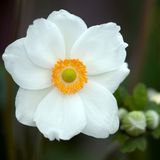 Arborix 6x Anemone hybrida 'Andrea Atkinson' Pot 9x9cm - Prachtige bloeiende planten