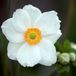 Arborix 6x Anemone hybrida 'Andrea Atkinson' Pot 9x9cm - Prachtige bloeiende planten