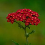 Arborix Achillea millefolium 'Saucy Seduction'® Pot 9x9cm - Prachtige bloeiende planten