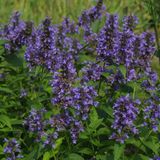 Arborix Bol 6x Nepeta kubanica Pot 9x9cm - Kattenkruid Planten