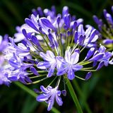 Arborix Agapanthus 6x Agapanthus hybrida 'Charlotte'® Pot 9x9cm - Prachtige bloeiende planten voor in de tuin