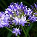 Arborix Agapanthus 6x Agapanthus hybrida 'Charlotte'® Pot 9x9cm - Prachtige bloeiende planten voor in de tuin