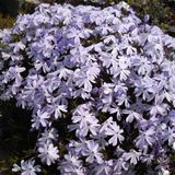 Arborix Phlox 6 x Phlox 'Emerald Cushion Blue' - Vlambloem pot 9x9cm, blauwbloeiend en bodembedekkend