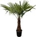 Trachycarpus - 235cm- Ø45