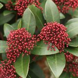 Arborix Skimmia Skimmia Japonica 'Rubella' - Skimmia 25-30 cm pot