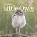 Audubon Little Owls Mini Wall Calendar 2027