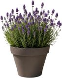 EDA Romeo Bloempot / plantenpot - kunststof - taupe - D35 x H26 cm - binnen en buiten