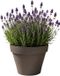 EDA Romeo Bloempot / plantenpot - kunststof - taupe - D35 x H26 cm - binnen en buiten