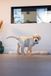 Beeztees Puppy Snack Ei - Hondenspeelgoed - Groen - 6x6x8 cm