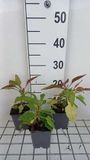 GRDplanten Groendecor Tuinarchitectuur 6x Schildpadbloem - Penstemon hybr. 'Winter Star' | 9x9 cm pot