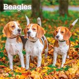 Beagles 2027 - 16-Monatskalender