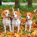 Beagles 2027 - 16-Monatskalender