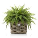 Van Der Leeden Planten/bloemen mand - vierkant - rotan - gevlochten riet - 31 x 31 x 24 cm - drypot