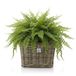 Van Der Leeden Planten/bloemen mand - vierkant - rotan - gevlochten riet - 31 x 31 x 24 cm - drypot