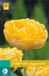 Jub Tulipa Yellow Pompenette bloembollen 7 bollen Tulp JUB