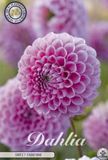 Dutch Finest Quality Dahlia Ball ‘Sweet Fabienne’ – Bloembol, Wortel & Knol – 1 Tuber