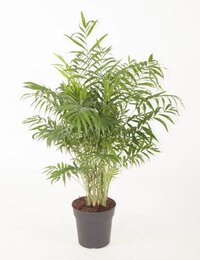 Chamaedora Elegans - Ammerlaan The Green Innovator - Groene Plant- Hoogte  100 cm