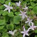 Arborix 6 x Campanula Poscharskyana 'Lisduggan Var.' - Klokje - Pot 9x9cm - Bodembedekker, blauwe bloemen