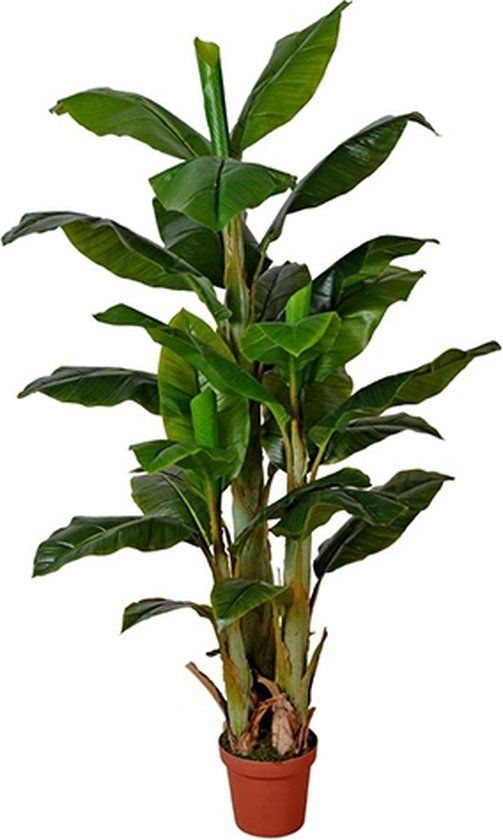 Buitengewoon Boet Kunst Bananenboom - 170 cm