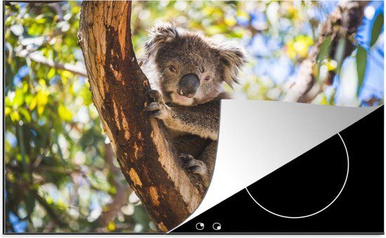 KitchenYeah® Inductie beschermer 77x51 cm - Koala - Eucalyptus - Boom