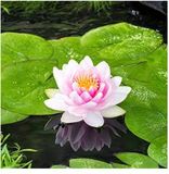 Moerings Nymphaea M’d Wilfron Gonnere | Waterlelie | In 3L Mand